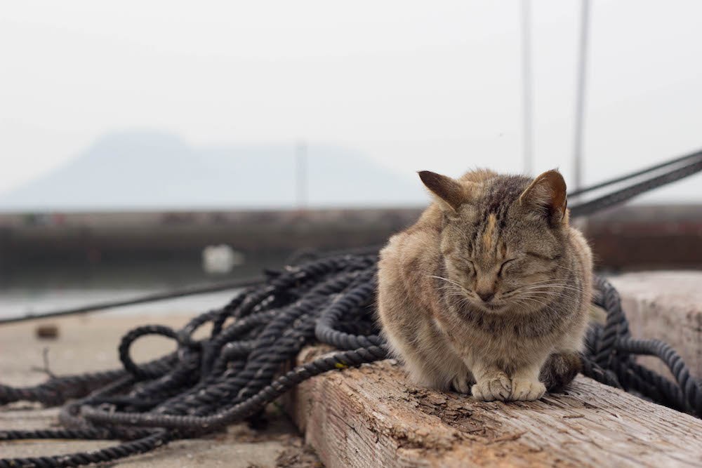 男木島の猫